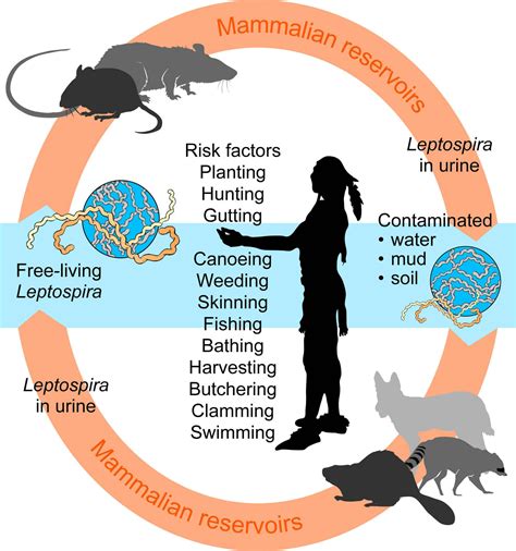Leptospirosis - almostadoctor