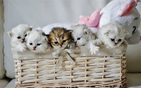 Download Cute Cat Love Kitten Basket Wallpaper | Wallpapers.com