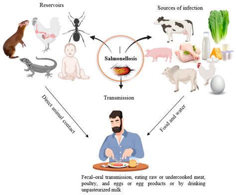 Human Salmonellosis: A Continuous Global Threat in the Farm-to-Fork Food Safety Continuum