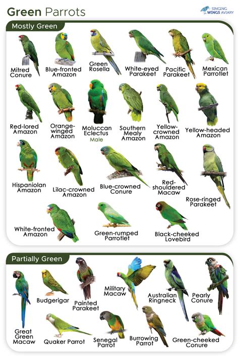 Image result for Conure Parrot Types