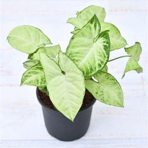 SYNGONIUM WHITE PLANT- 6 INCH NURSERY POT - Online Plants Cart