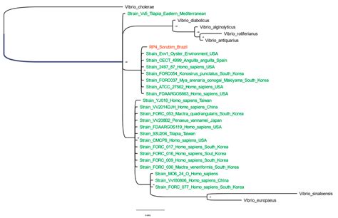 First Report of Vibrio vulnificus Outbreak in Farm-Raised Sorubim ...