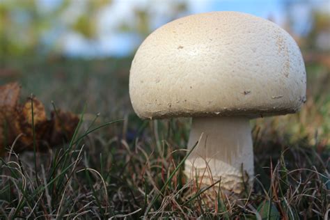 Free Images - horse mushroom agaricus arvensis