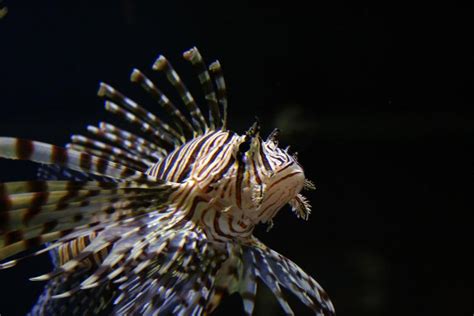 Image result for Fish Imafe for Python Code