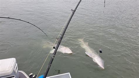 BLUEWATER ROCKIES SPORTFISH GUIDING CO. (Chilliwack) - What to Know ...