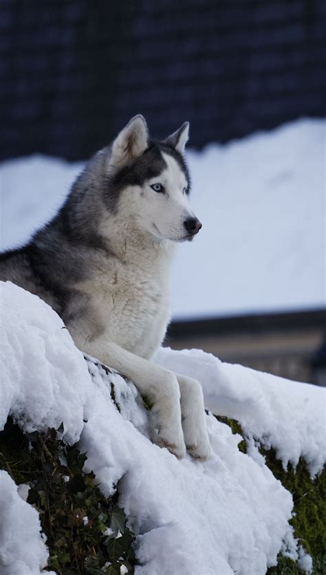Siberian Husky Snow Wallpaper