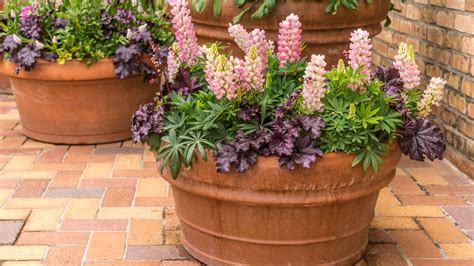These 30 Perennial Flowers Are Ideal For Growing In Pots (Plus 8 That ...
