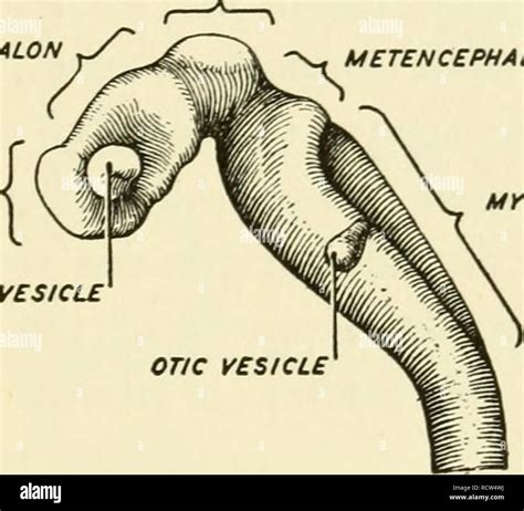 Myelencephalon High Resolution Stock Photography and Images - Alamy