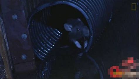 老鼠是如何入侵你家的！看完卫生间还敢这样吗？
