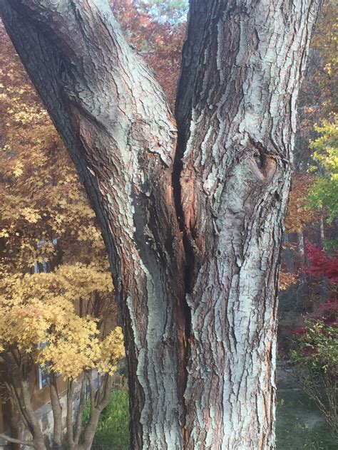 How to Save Split Tree Trunk Small Tree 的图像结果