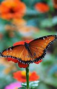 Image result for Butterfly Wallpaper for Bedroom