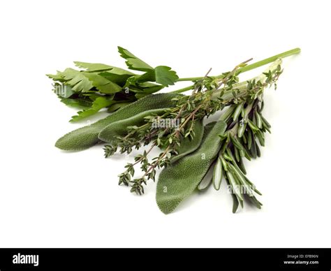 Sprig fresh sage herb hi-res stock photography and images - Alamy