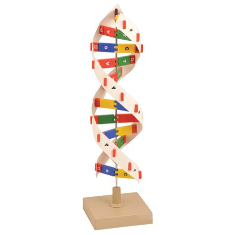 DNA Model Kit 的图像结果