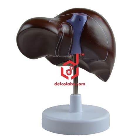 Human Liver with Gall bladder