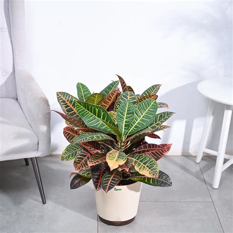 Croton Petra XL – Ugaoo