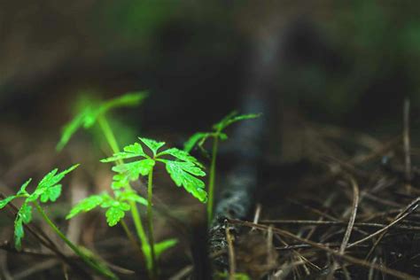 Tips for Liquid Weed & Feed