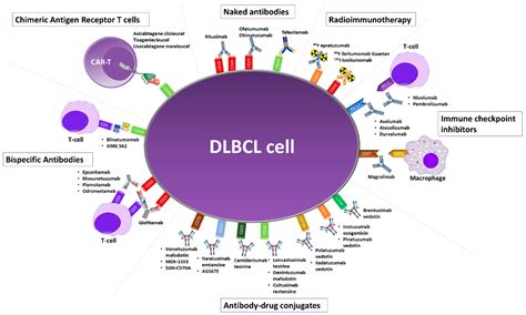 Hematological Malignancies: Diffuse Large B-Cell Lymphoma (DLBCL)