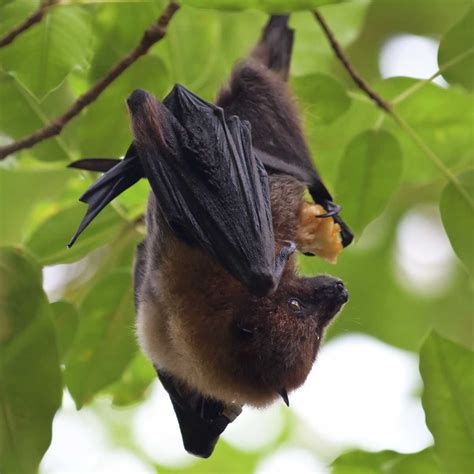 What do bats eat? - Factopolis