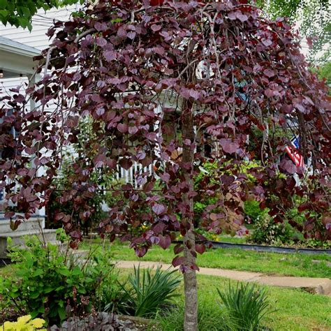 Dwarf Weeping Redbud Tree