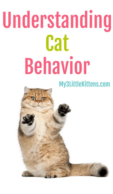 Image result for Cat Behaviour