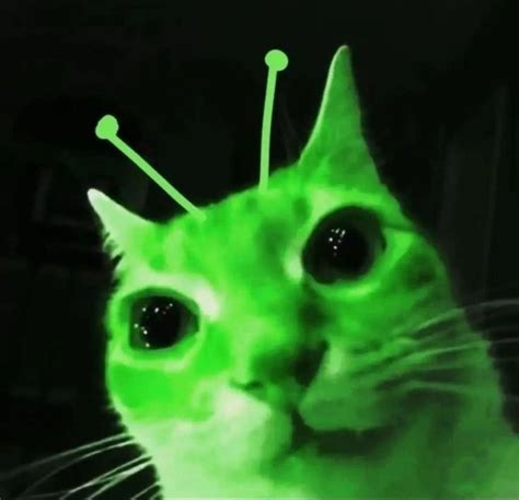 Alien Cat Meme 的图像结果