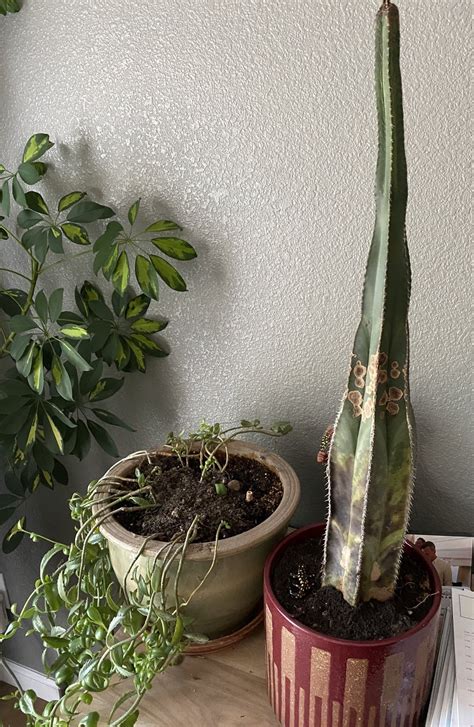 Cactus friend looking a little burnt - no major changes except a little ...