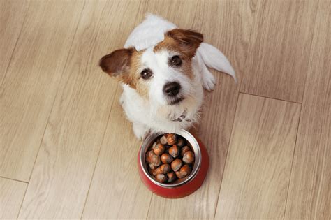 Can Dogs Eat Chestnuts? - The Fit Pets