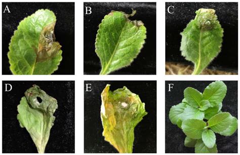 Characterization and Fungicide Screening of a New Pathogen That Causes ...