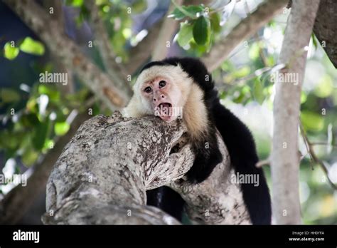 Pet Monkey Aggression 的图像结果