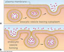 Exocytosis 的图像结果