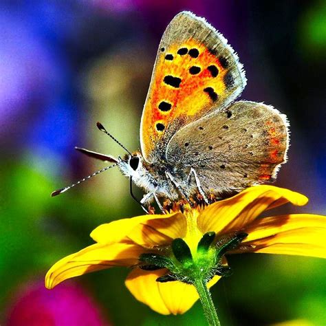 Image result for Simple Image of Butterfly Small Size