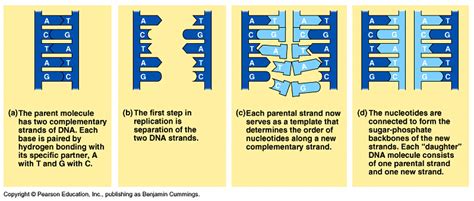 DNA Replication 的图像结果