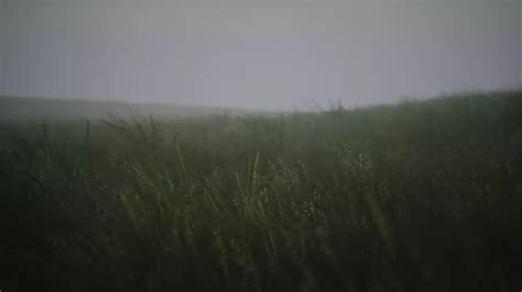 Видео обои Wavy Grass (Пейзажи) | 1920x1080 FullHD