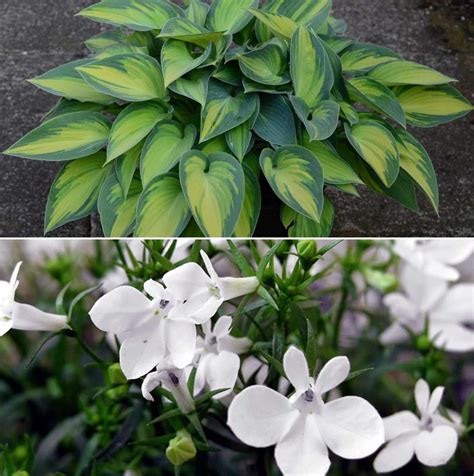 Shade-loving Plants Growing and Care - A Full Guide | Gardening Tips