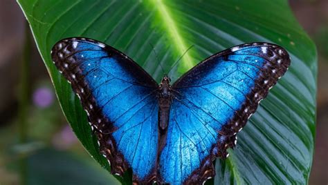 H2O - Côté culture - A la découverte d'un papillon étonnant - - ici