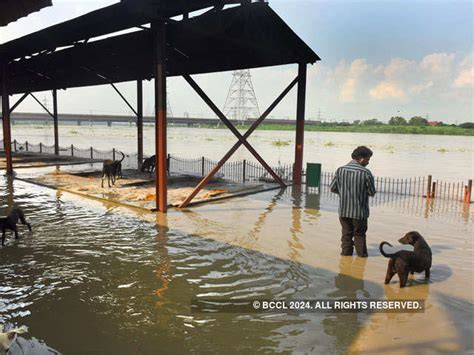 Media persons click pictures - Delhi: Yamuna in spate causes flood of ...