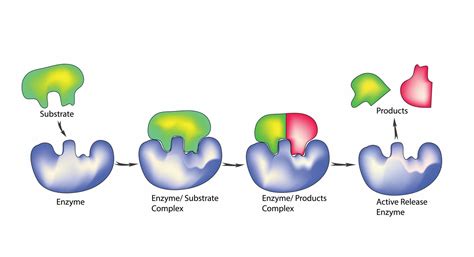Enzyme Substrate Complex