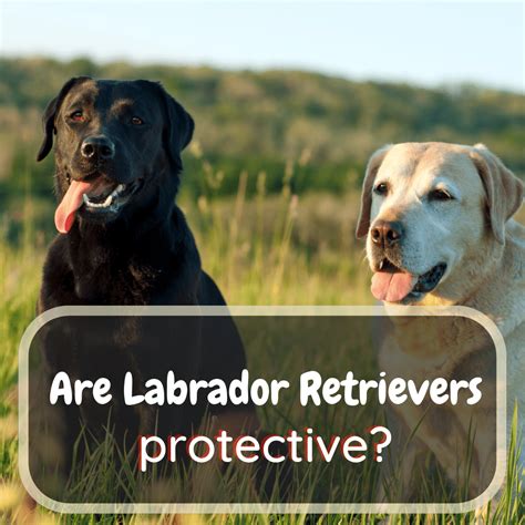 Protection of Lab Dog 的图像结果