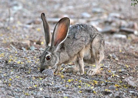 The Azure Gate: Black Tailed Jackrabbit