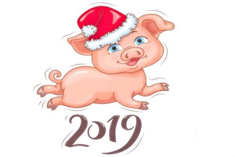 为什么说2019年的猪是百年难遇，从命理解析_起名网