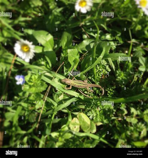 Image result for Spring Lizard