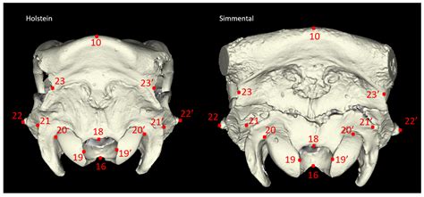 Comparison of Skull Morphometric Characteristics of Simmental and ...