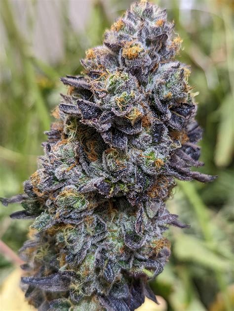 Been a while. Here's a new strain. Vanilla Frosting : r/trees