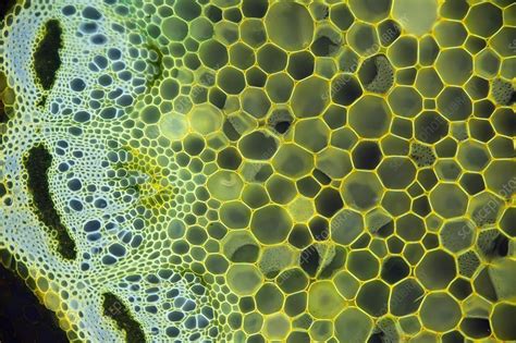 Light Microscope Micrograph 的图像结果