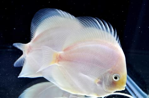 Image result for Discus Tropical Fish
