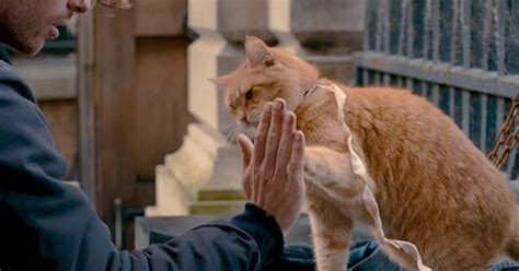 Furry logic: The story of a busker and his adopted cat Bob is perfect ...