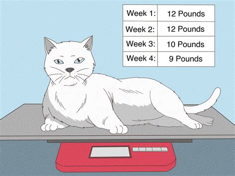 Domestic Cat Weight Chart
