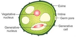 Draw a labelled diagram of the sectional view of a mature pollen grain ...