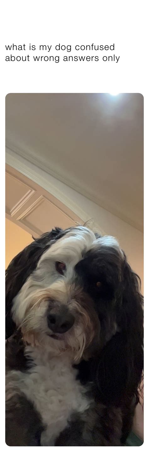 Confused Dog Meme