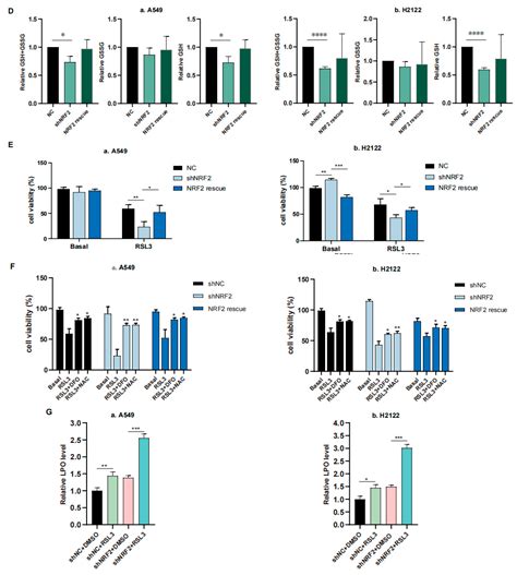 The RSL3 Induction of KLK Lung Adenocarcinoma Cell Ferroptosis by ...
